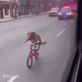 dog run
